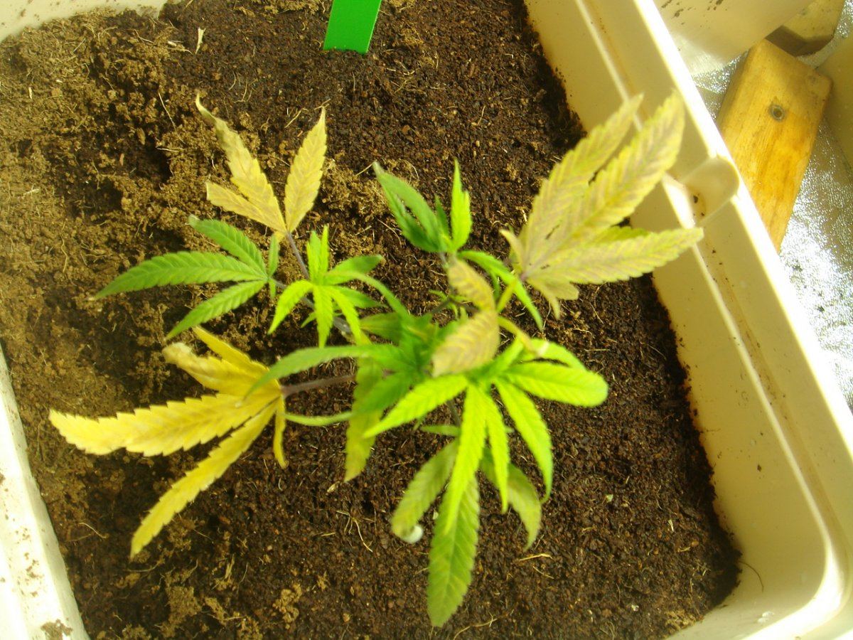 Plant deficiency pls help 2