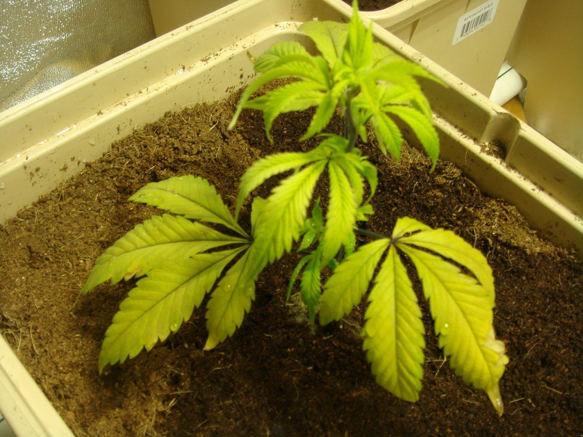 Plant deficiency pls help 3