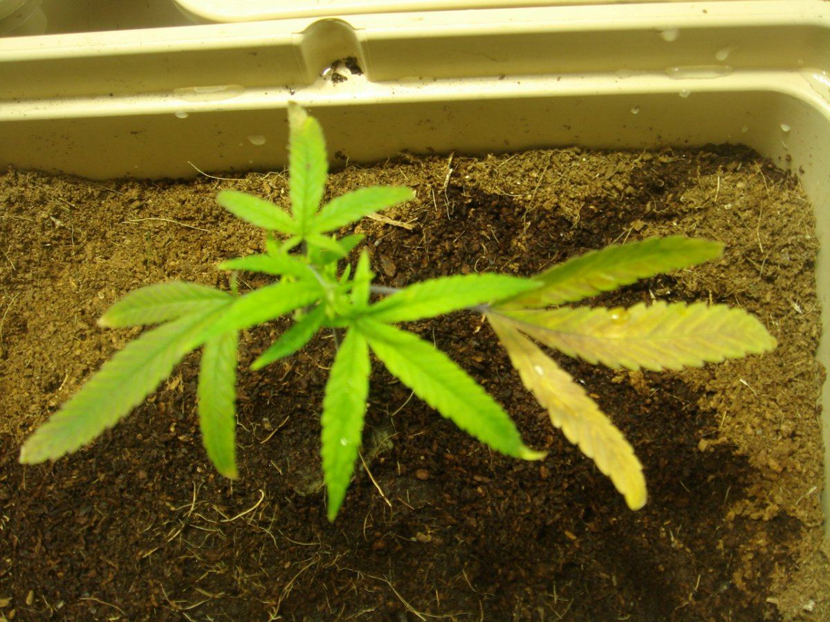 Plant deficiency pls help 4