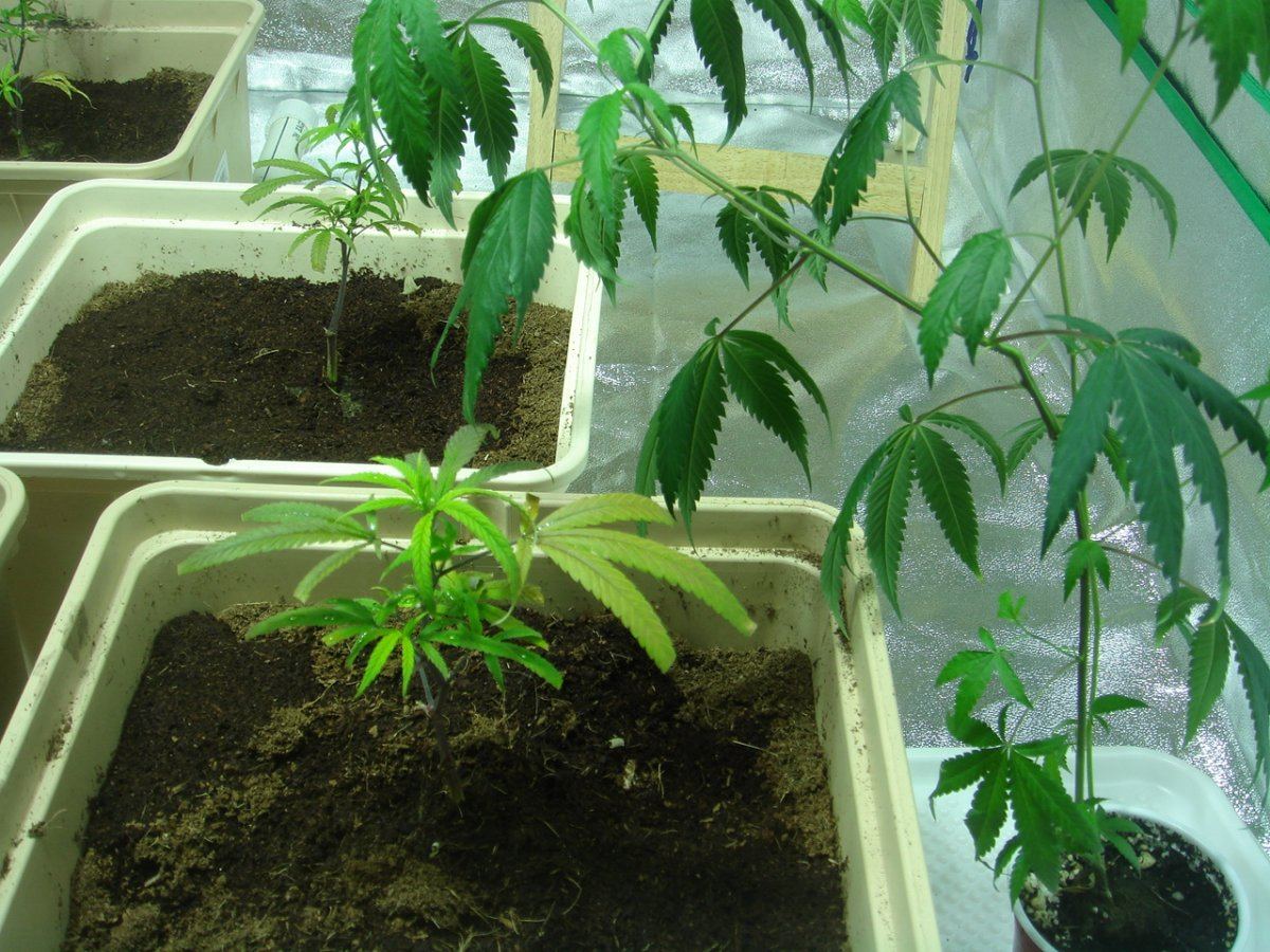 Plant deficiency pls help