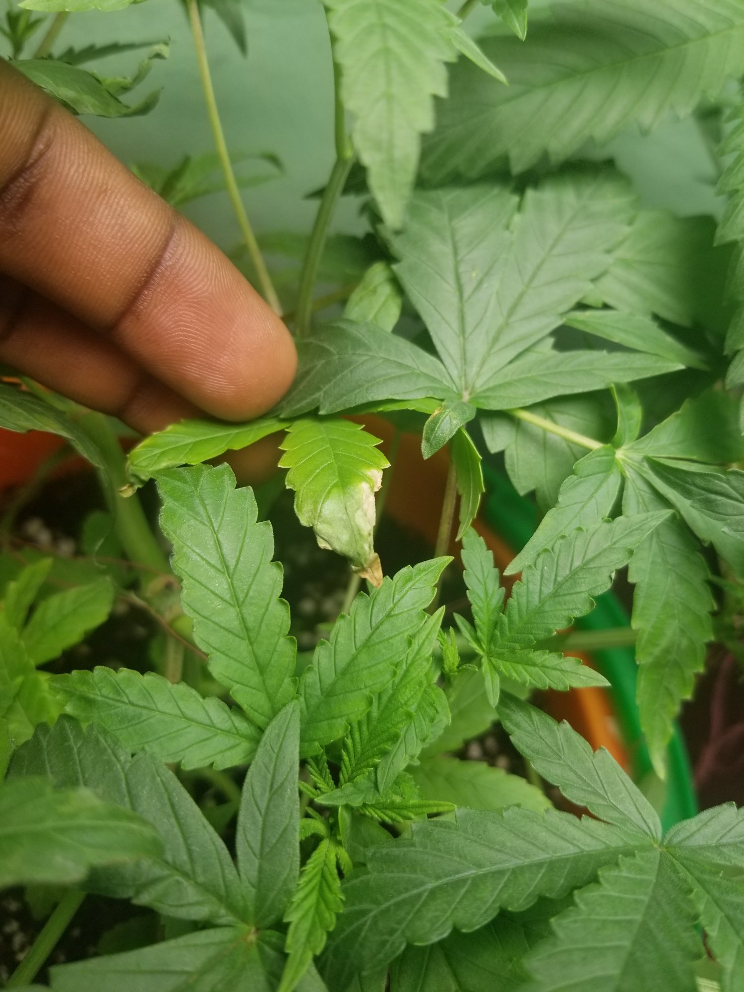 Plant diagnosis 3