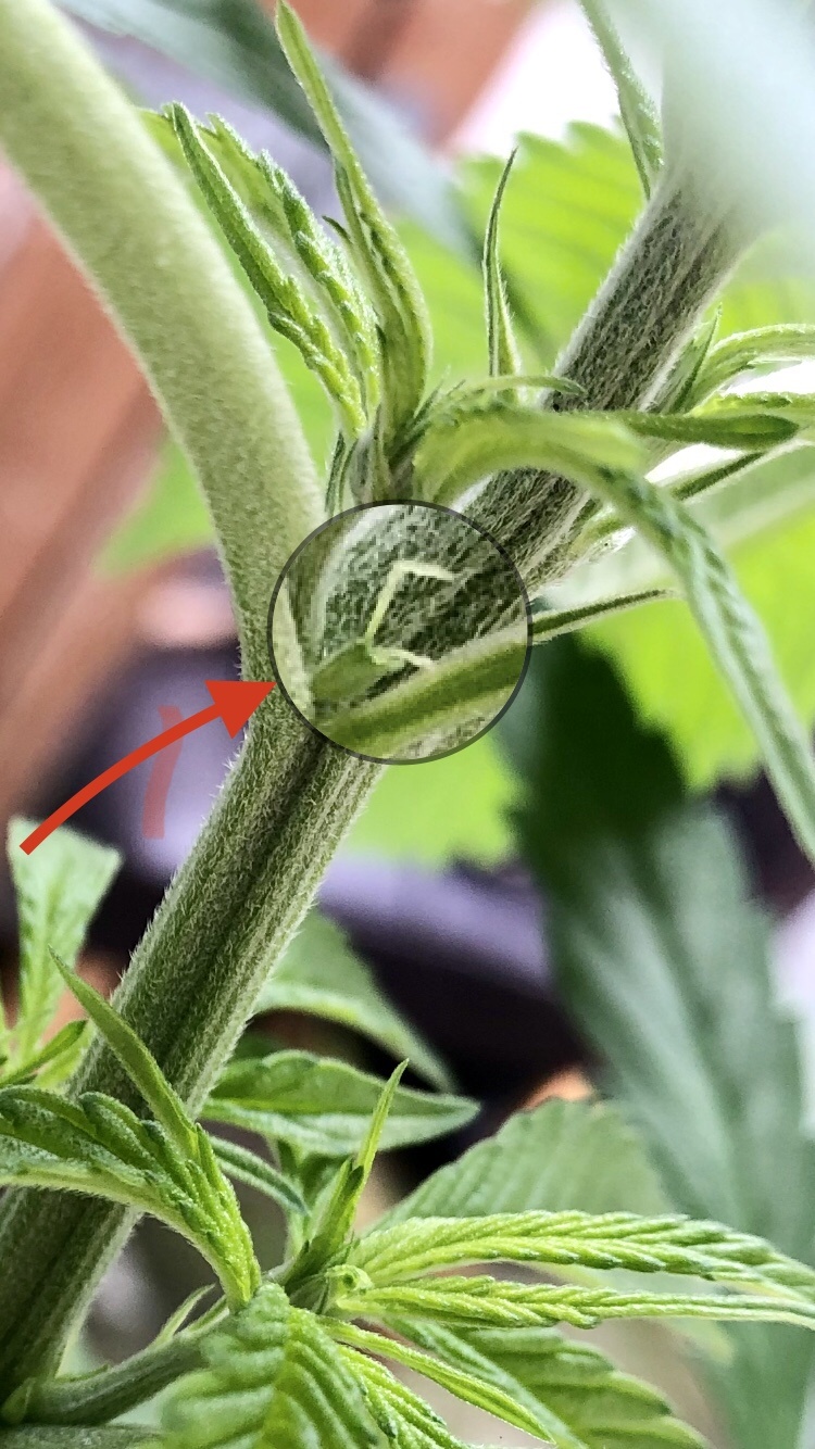 Plant finally showing sex after 12 weeks