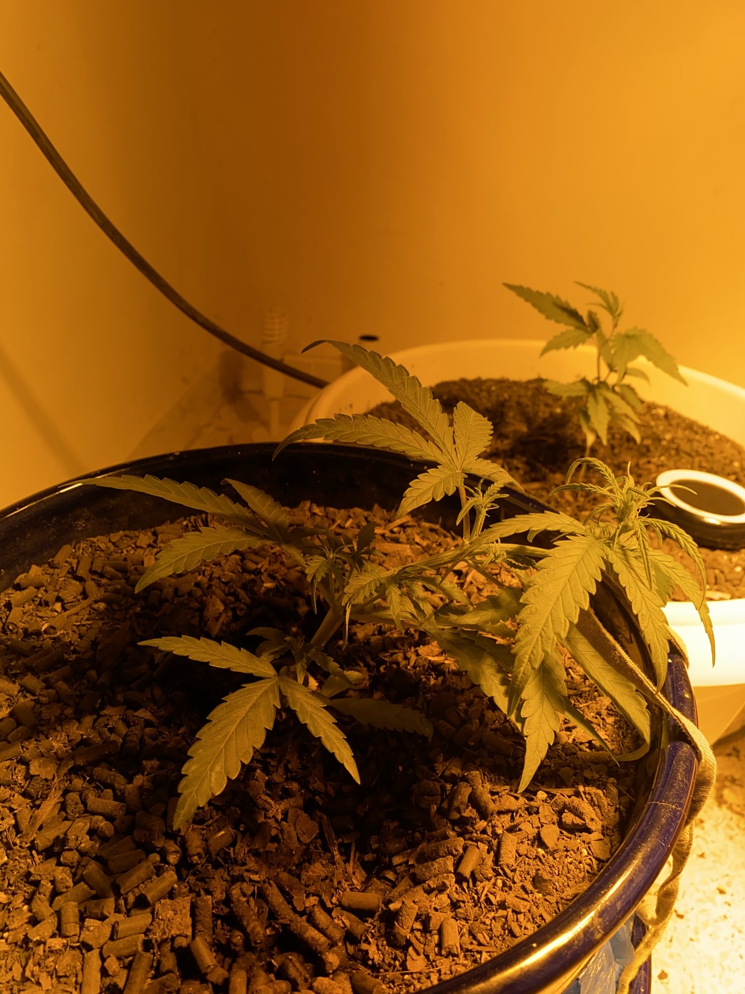 Plant flowering at 186 cycle after lst 2
