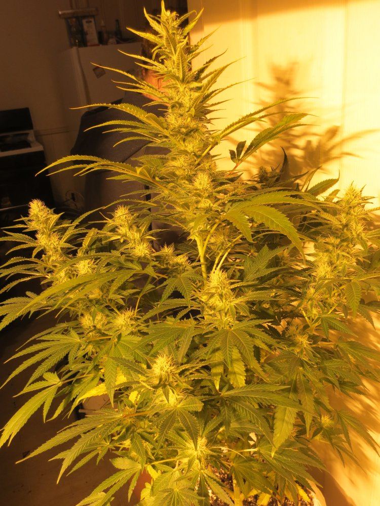 Plant for monday 002 cleaned