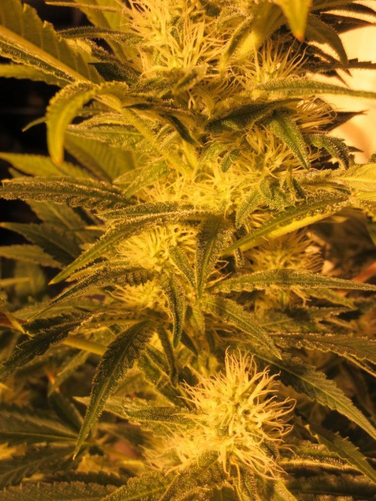 Plant for monday 005 cleaned