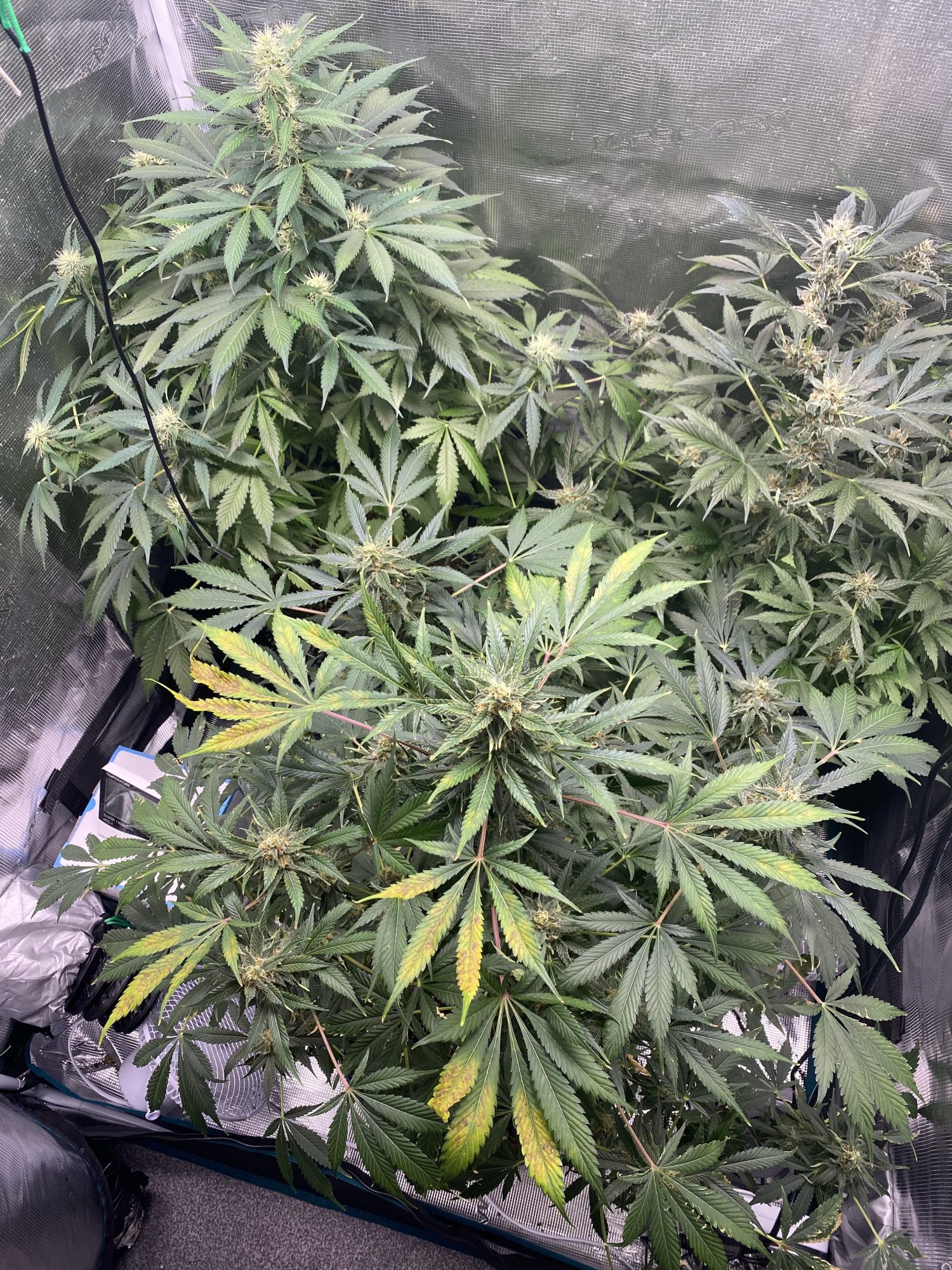 Plant getting ill at the flowering need help 2