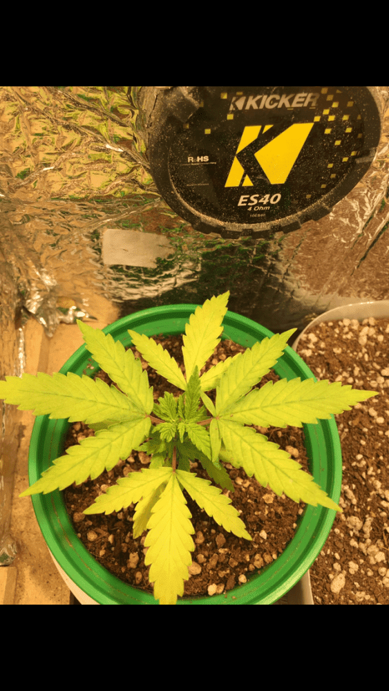 Plant growth has stopped  stealth micro led grow 2