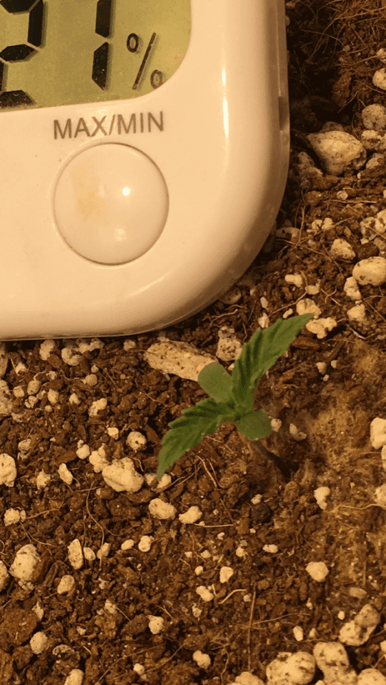 Plant growth has stopped  stealth micro led grow 3