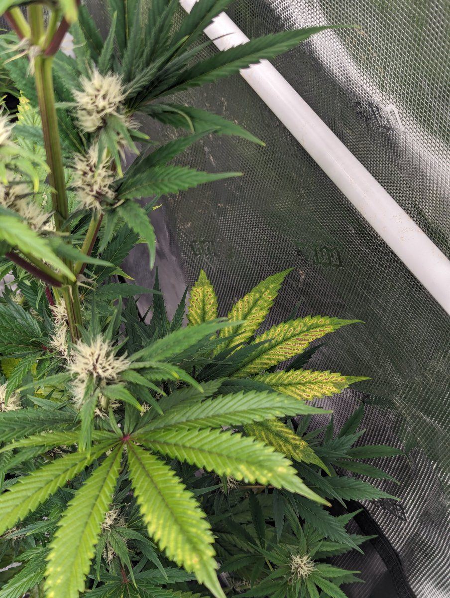 Plant has developed a deficiency what is this 2
