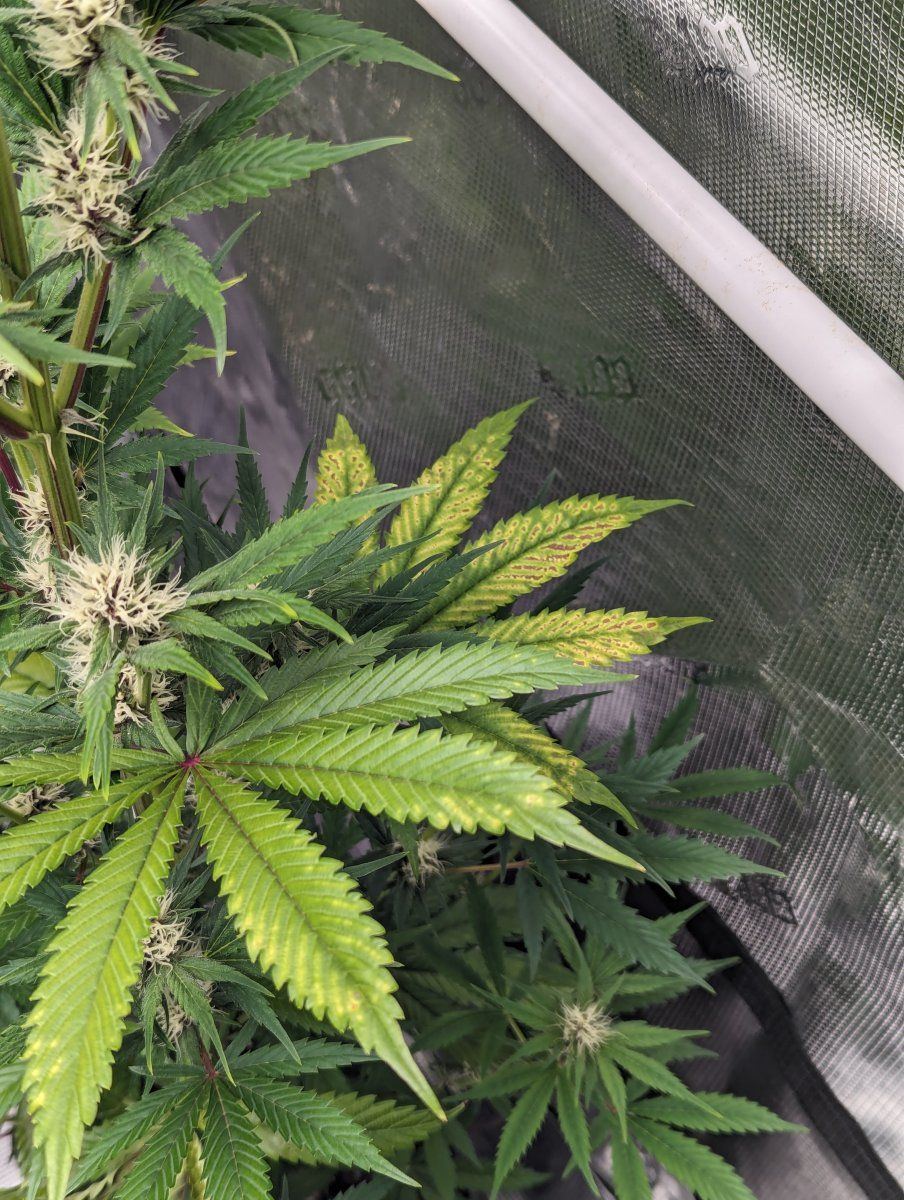 Plant has developed a deficiency what is this 3