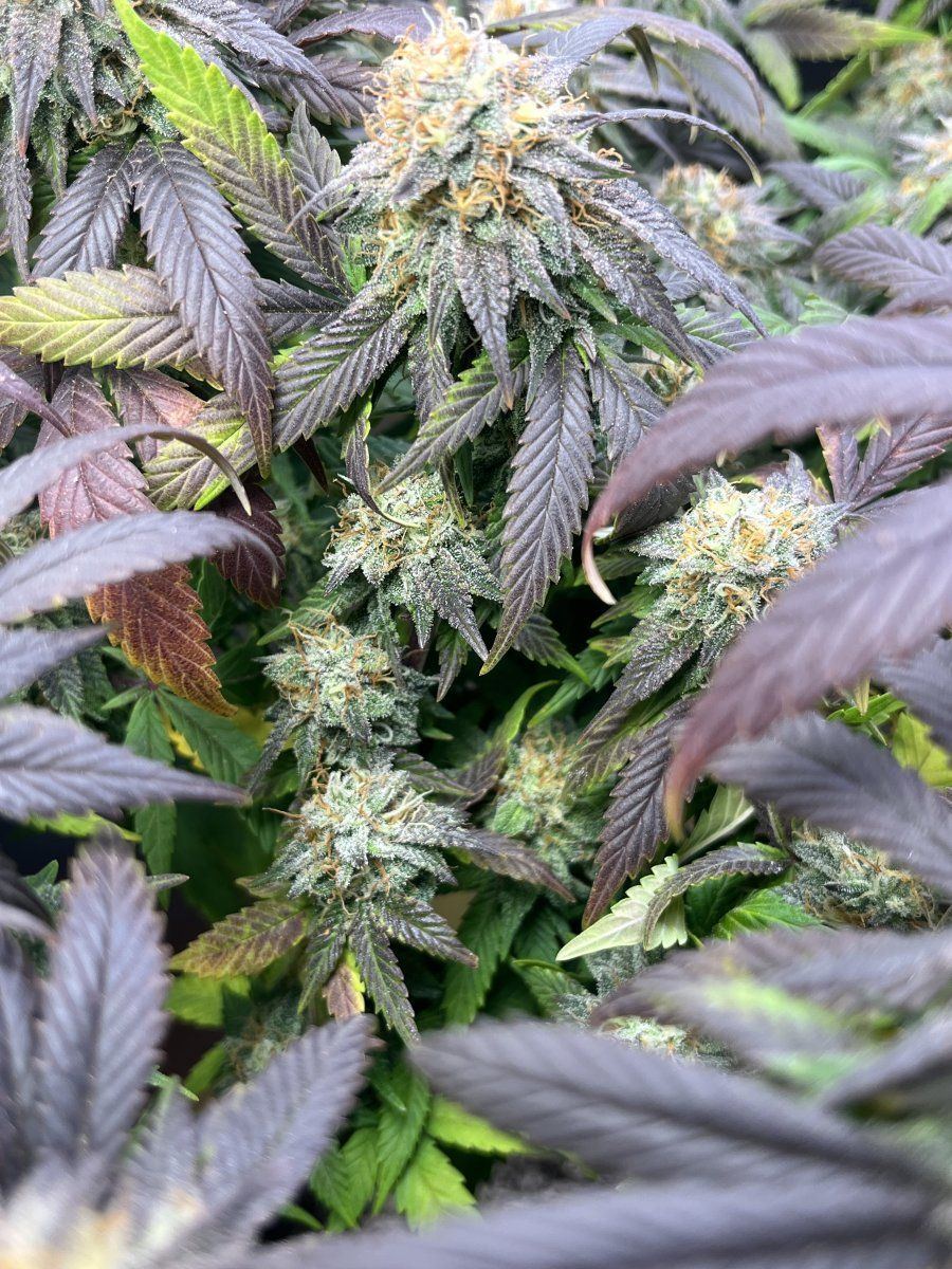 Plant has parted like the red seahelp 3