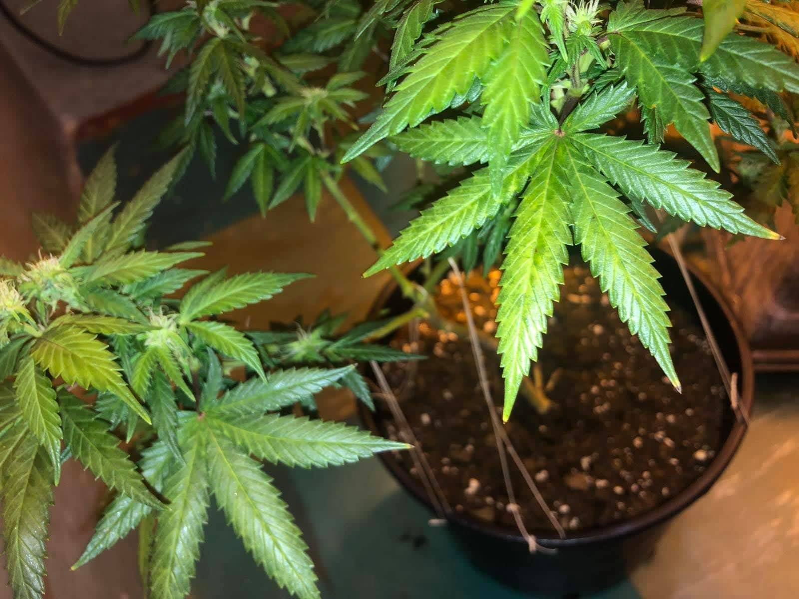 Plant health problems mid flowering 2