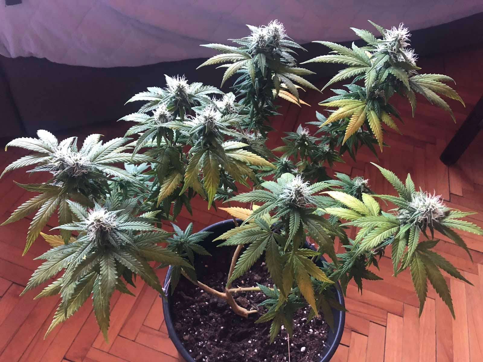 Plant health problems mid flowering 4