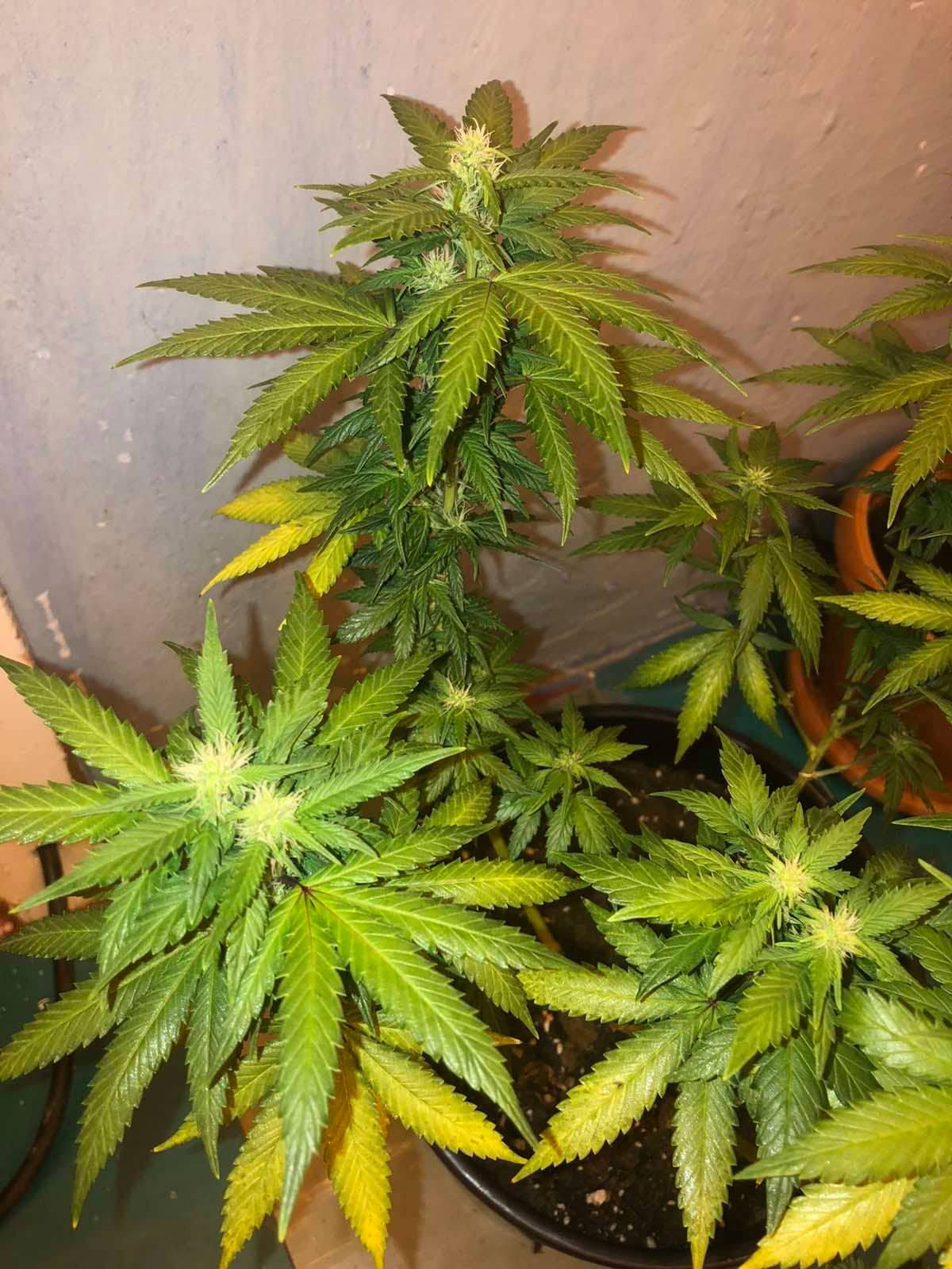 Plant health problems mid flowering 5