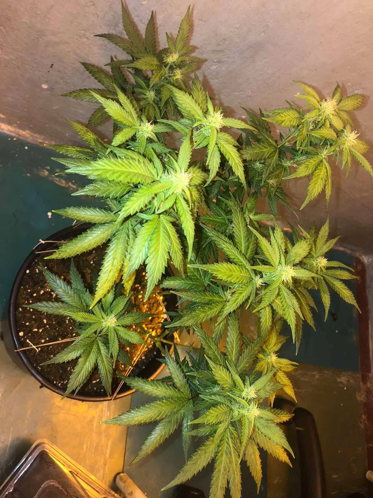 Plant health problems mid flowering