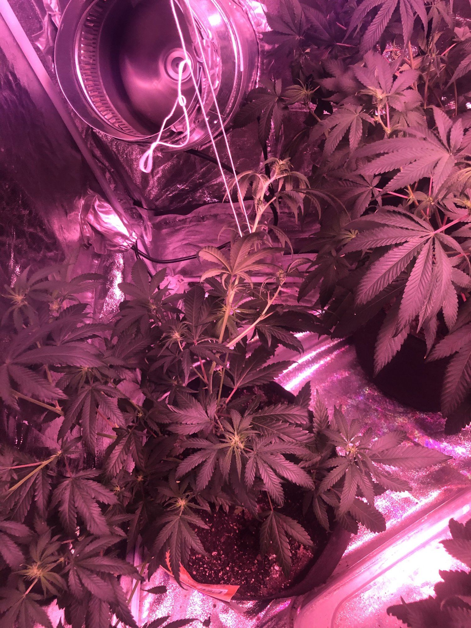 Plant help 2