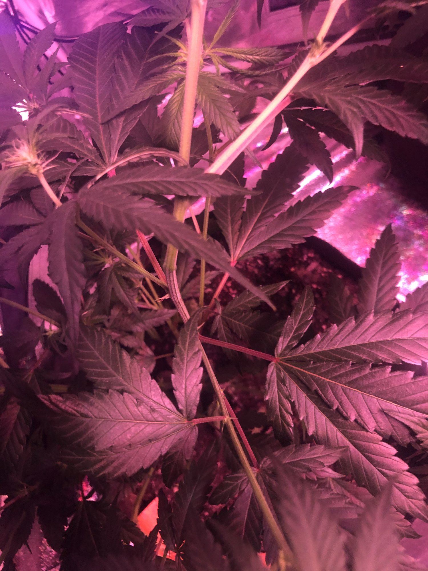 Plant help