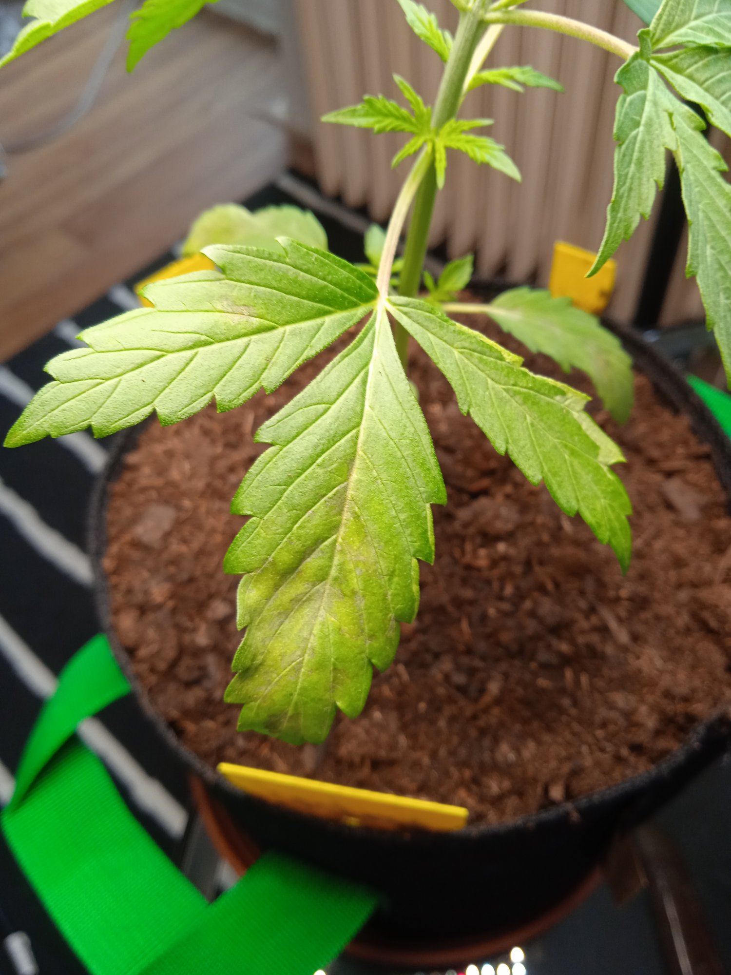 Plant in trouble   pls advice 3