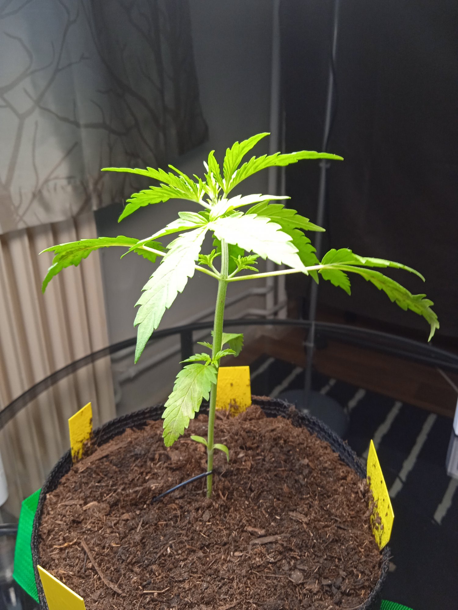 Plant in trouble   pls advice