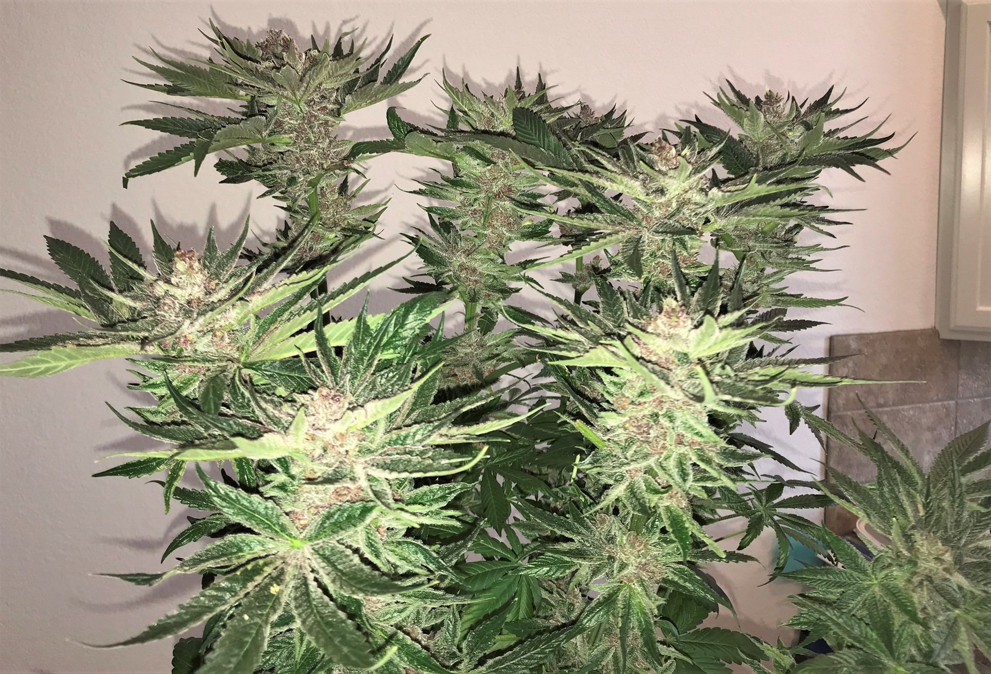 Plant Inside
