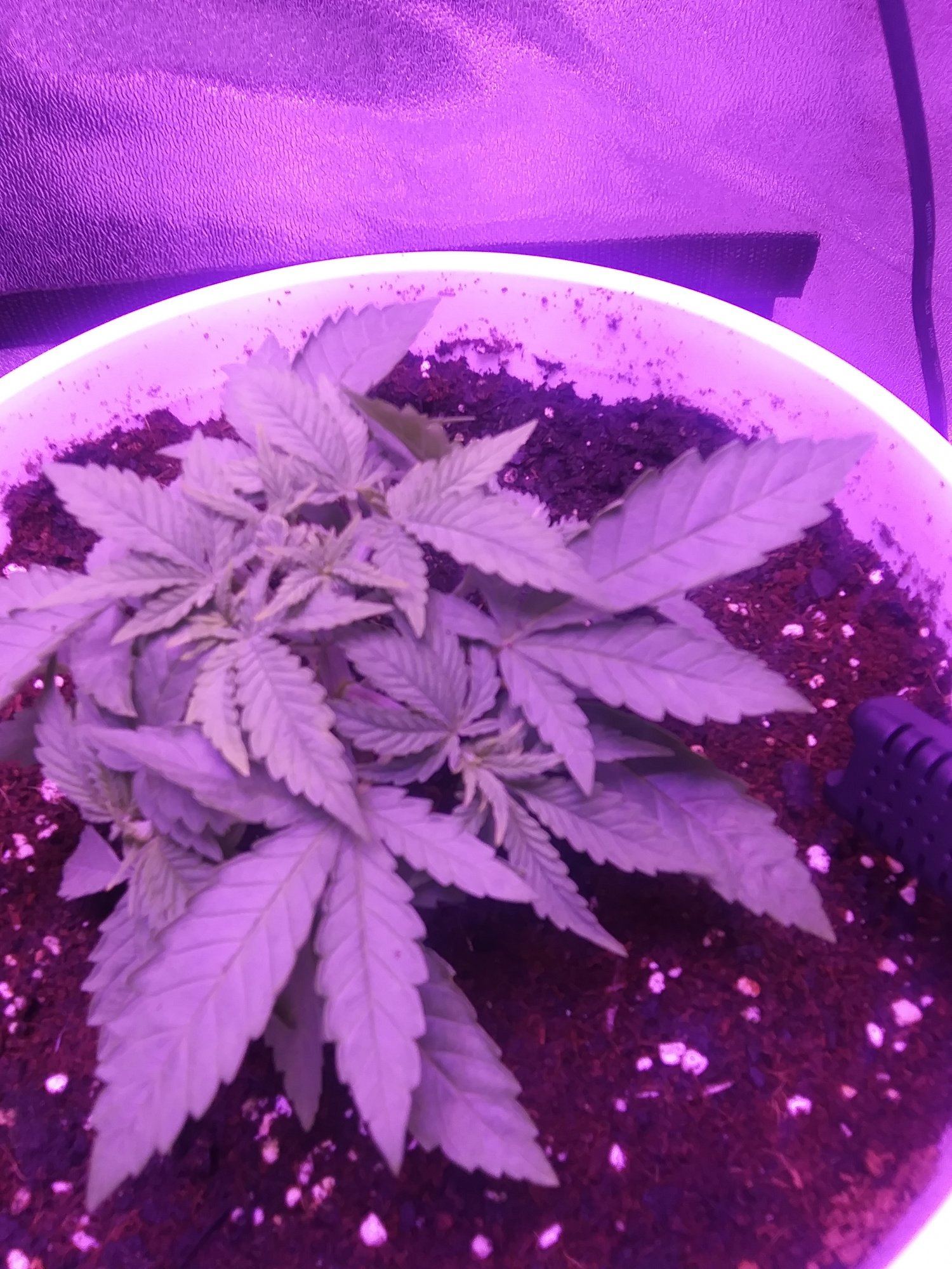 Plant is around 3 weeks old and its newer growth is slightly yellow 2