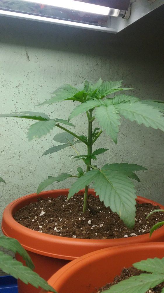 Plant is drooping 2