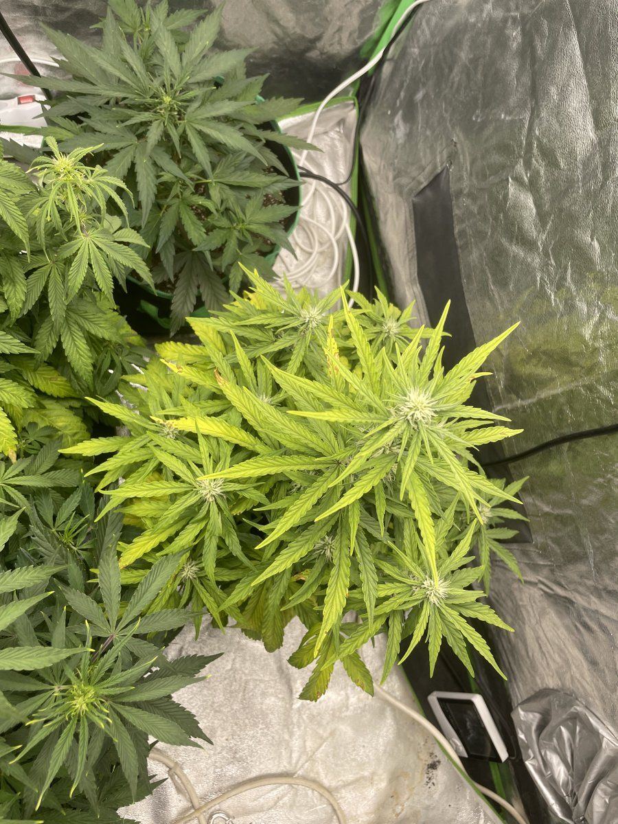 Plant is turning yellow   need suggestion 5