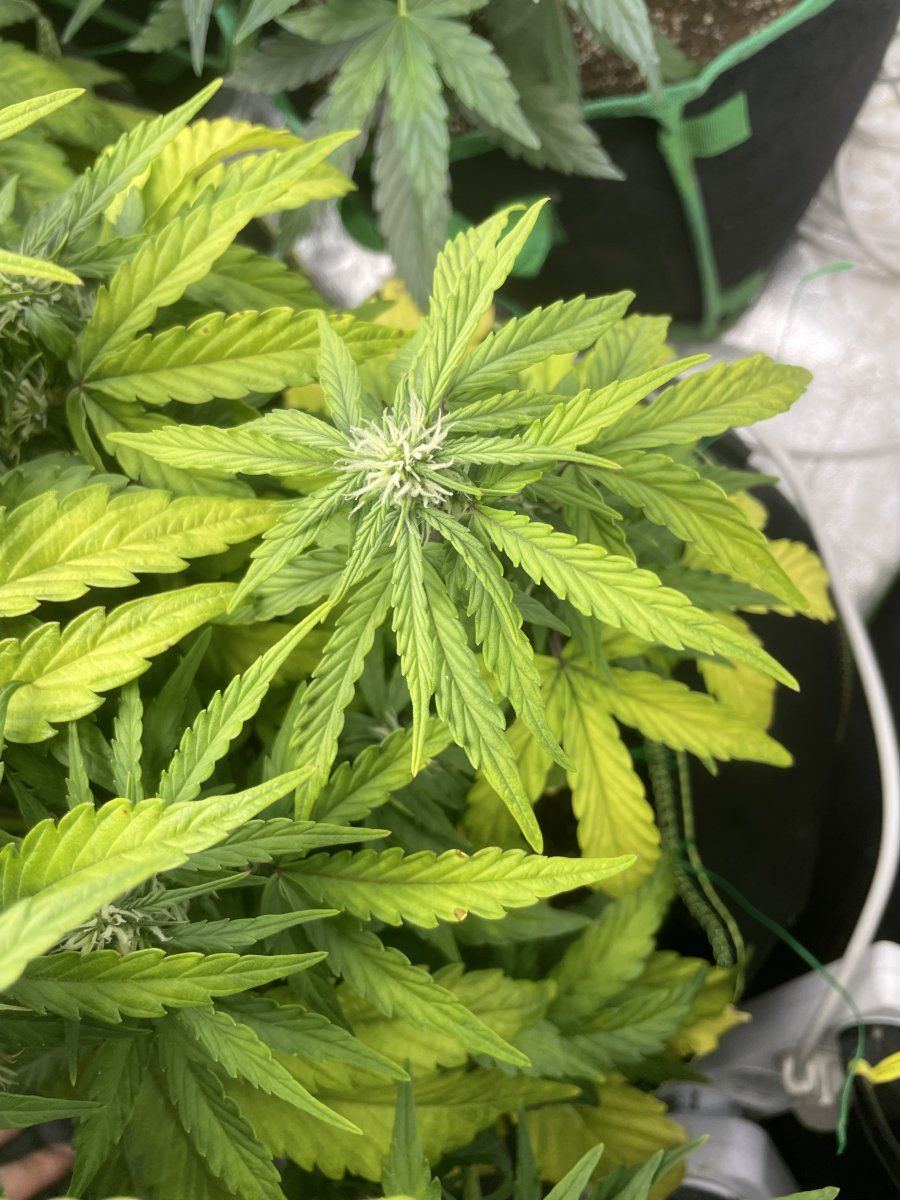 Plant is turning yellow   need suggestion