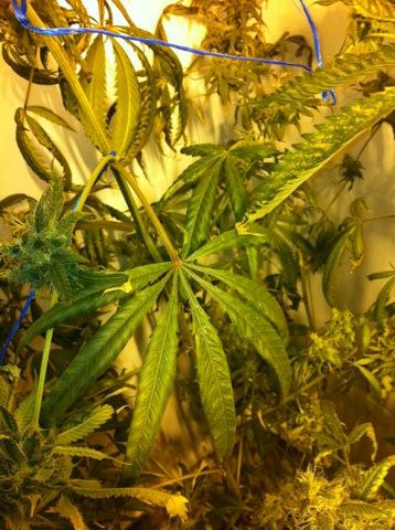 Plant issues in final stages of bud  please help 2