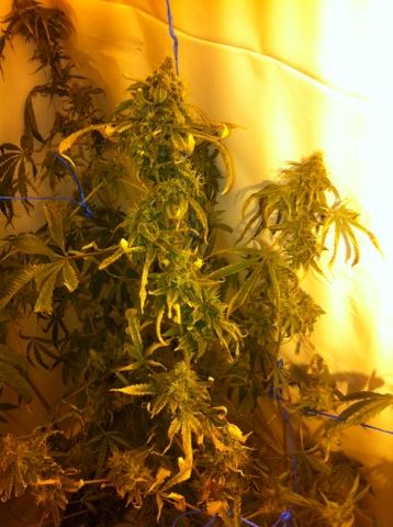 Plant issues in final stages of bud  please help 4