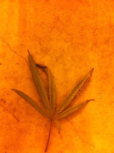 Plant issues in final stages of bud  please help