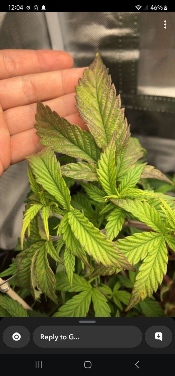 Plant issues leaves dark colors