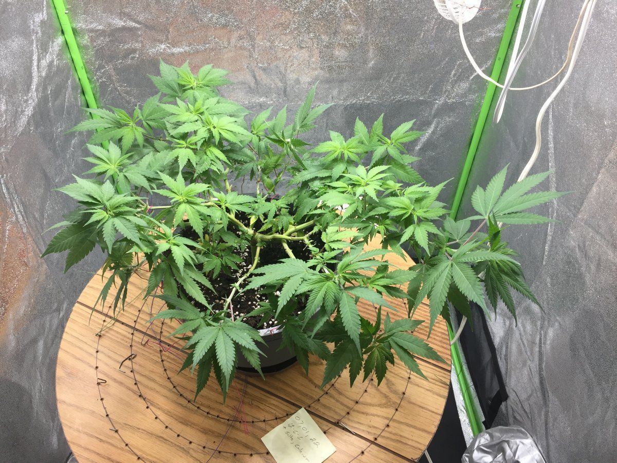 Plant