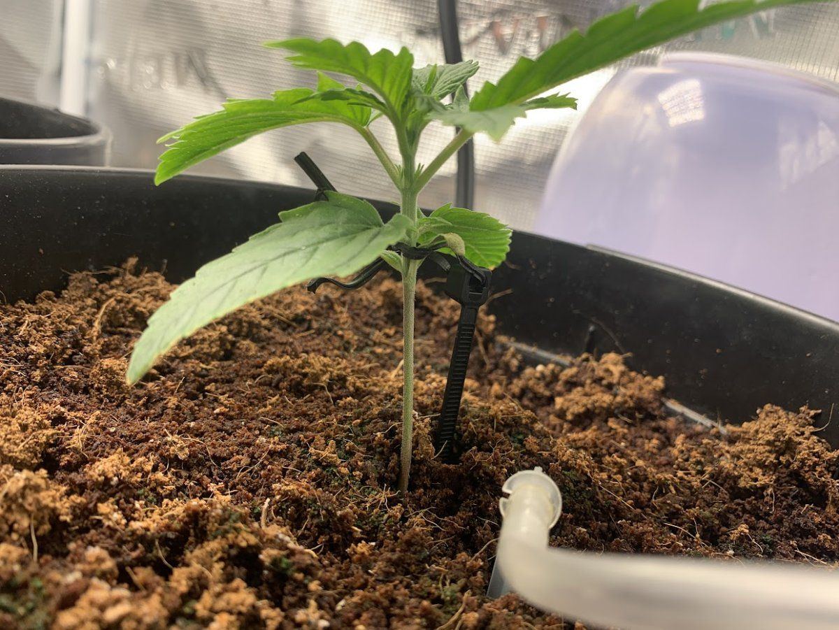 Plant