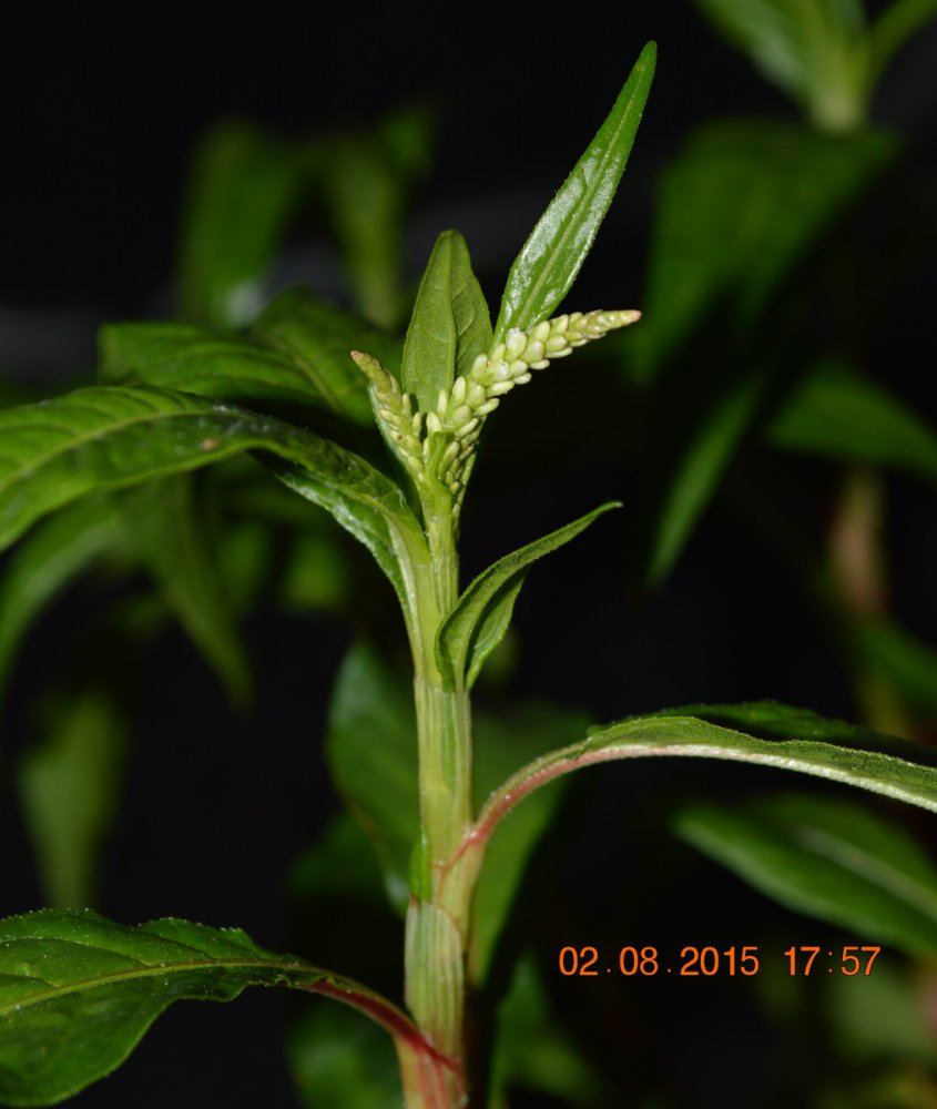 Plant