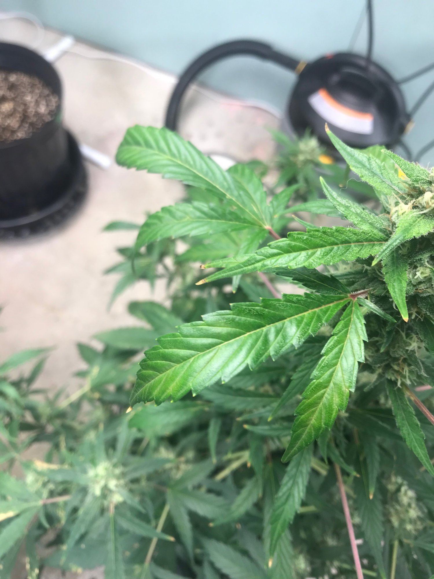 Plant leaves a bit droopy as well as showing other signs of not doing the greatest please help