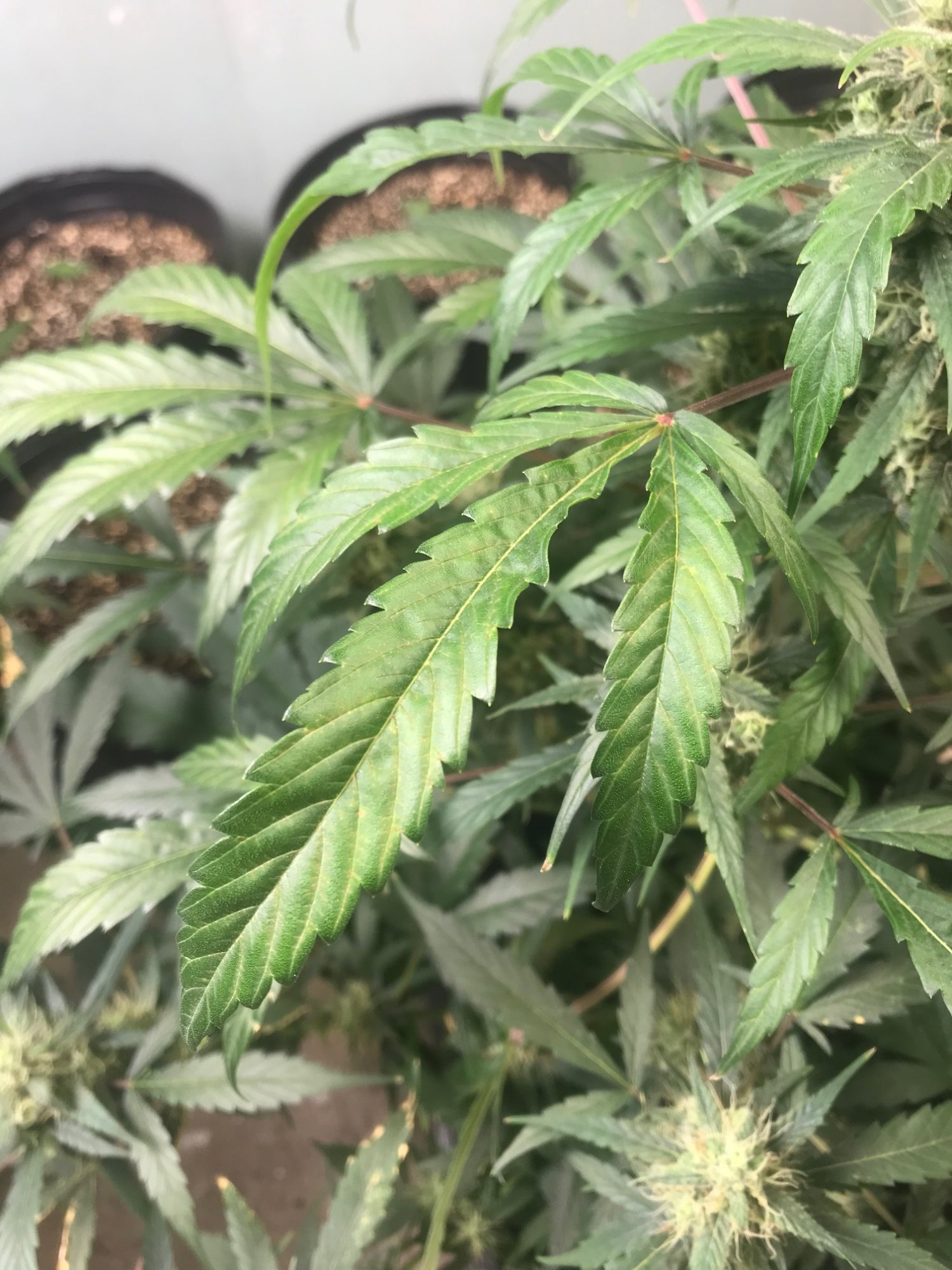 Plant leaves a bit droopy as well as showing other signs of not doing the greatest please help