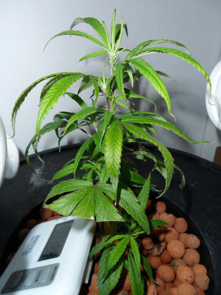 Plant looking droopy and slightly discolored lack of phosphorus  or what 2