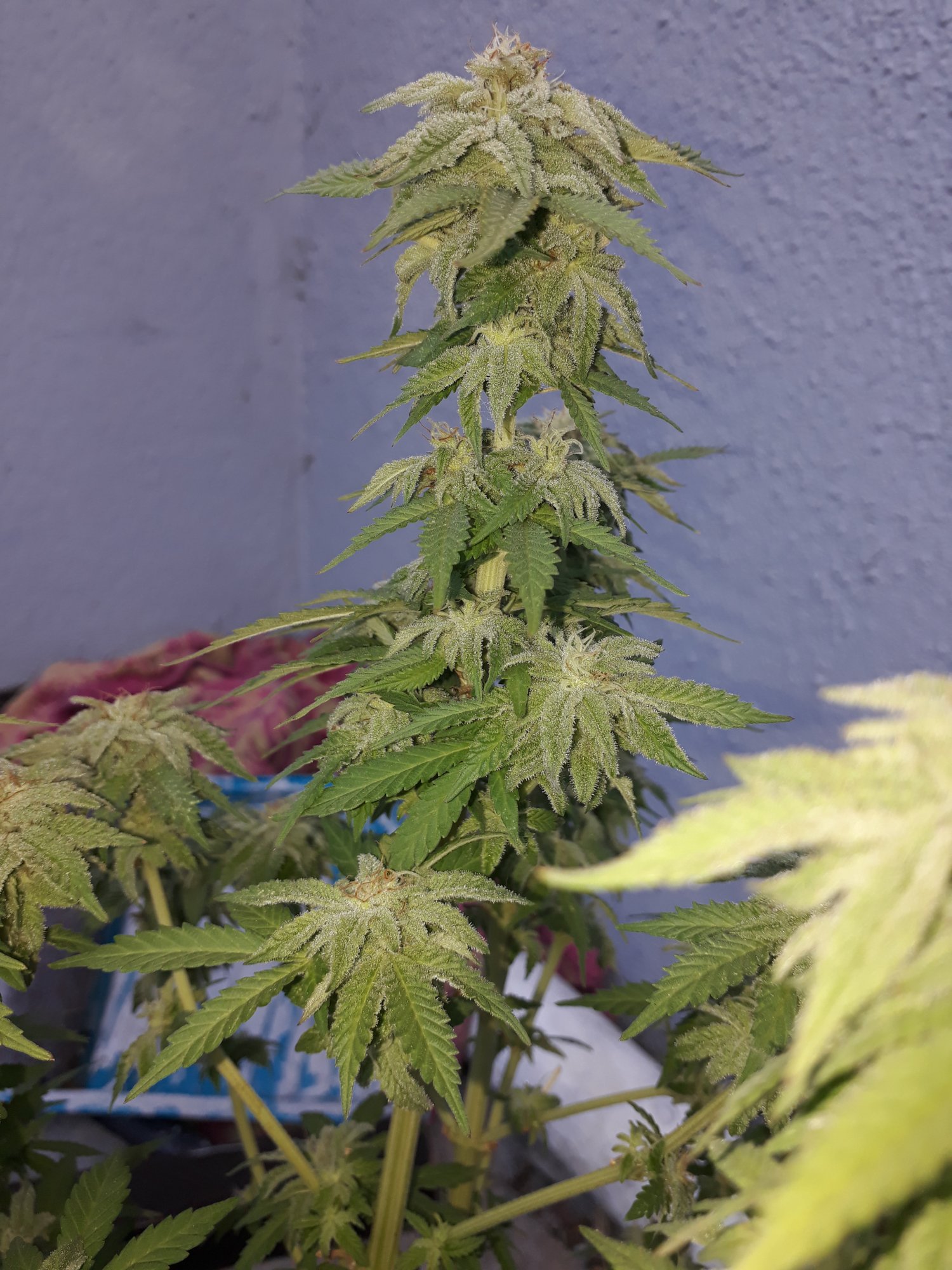 Plant looks almost ready 4 weeks into flower 3