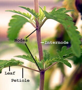 Plant nodes