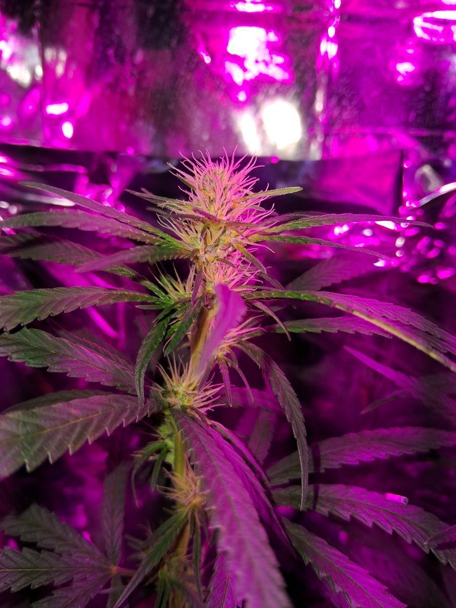 Plant not producing trichomes but all parameters ok 3