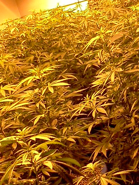 Plant pic 9