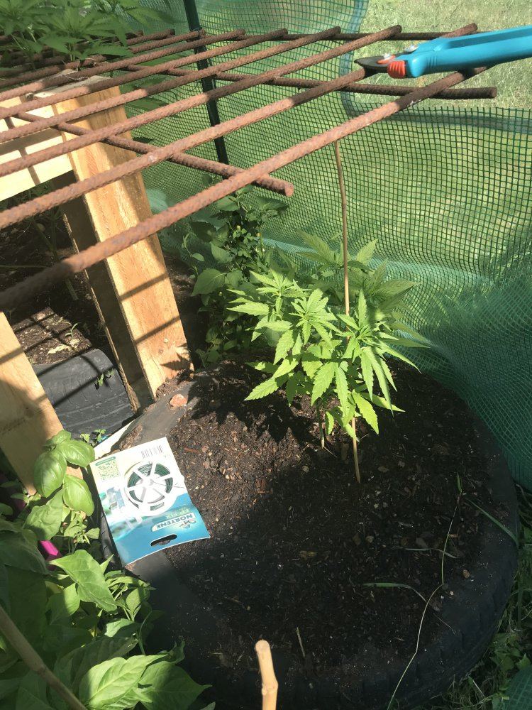 Plant problem 3