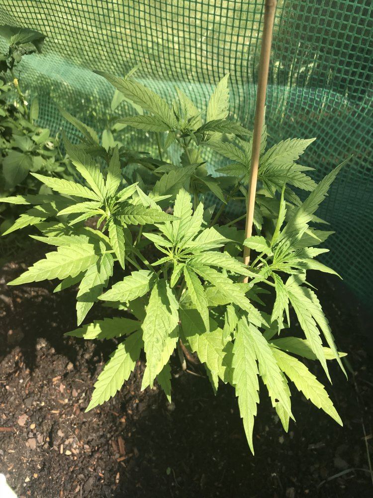 Plant problem 4
