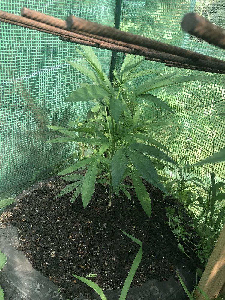 Plant problem 5