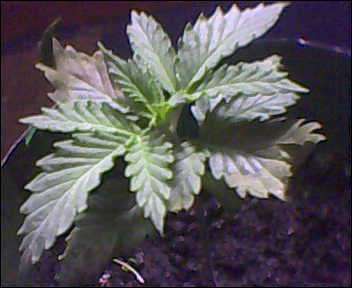 Plant problem need some help 4