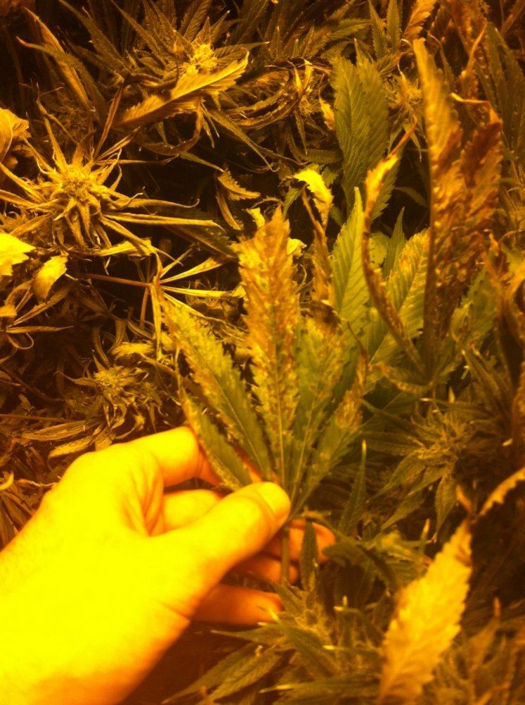 Plant problems not sure whats going on pics 3