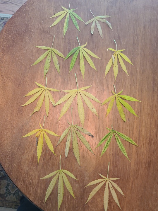 Plant problems outdoors leaves yellow and die 9