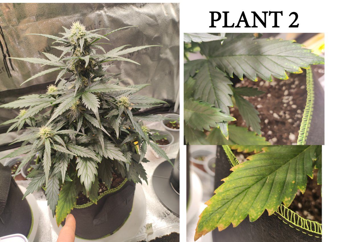 Plant problems2