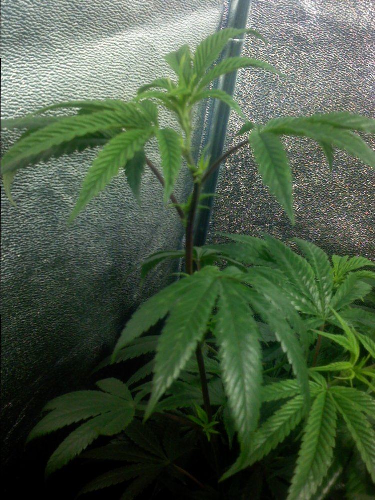 Plant problemsneed help 2